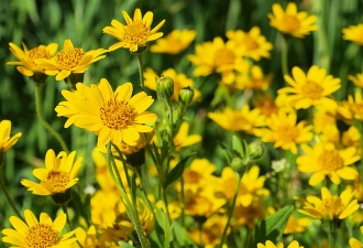 Arnica