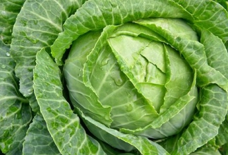 cabbage