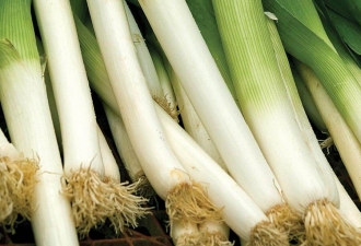 leek