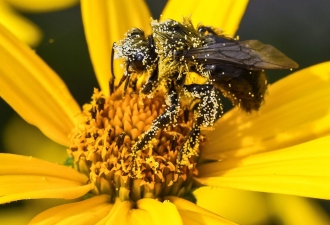 pollen