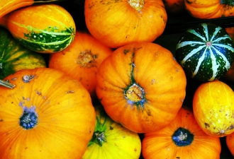 pumpkin-marrow